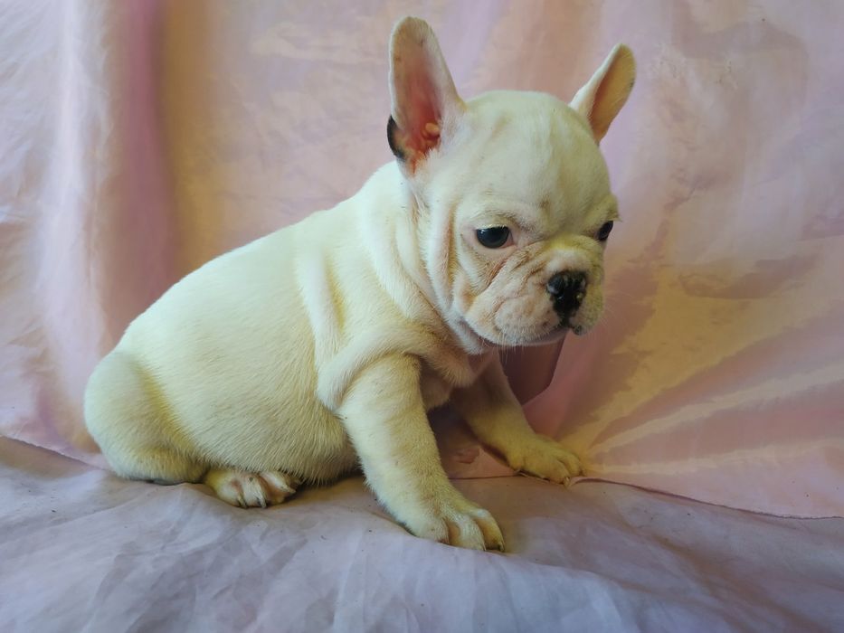 Французкие будьдоги белочерные -Бабочки 4 сыночка и 1 лапочка- дочка!!