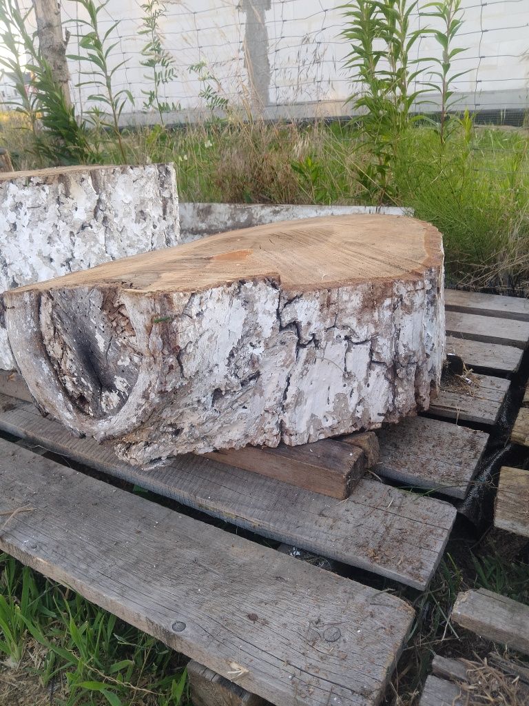 Plaster drewna orzech sezonowany 60x45