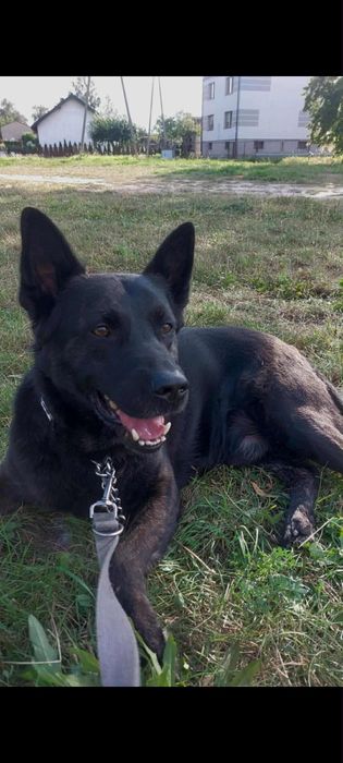 Dorosły piesek w typie Owczarka