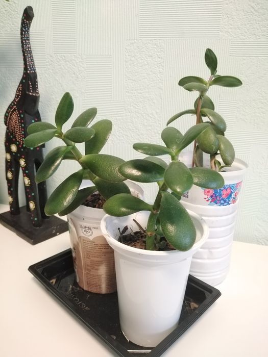 Крассула, Толстянка, Денежное дерево