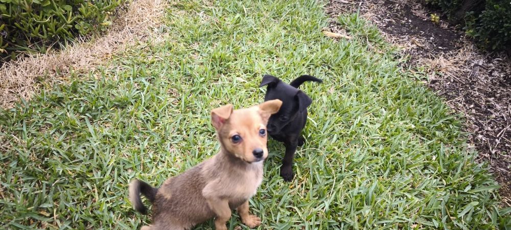 Pinscher pincher miniatura criado em ambiente familiar disponível para