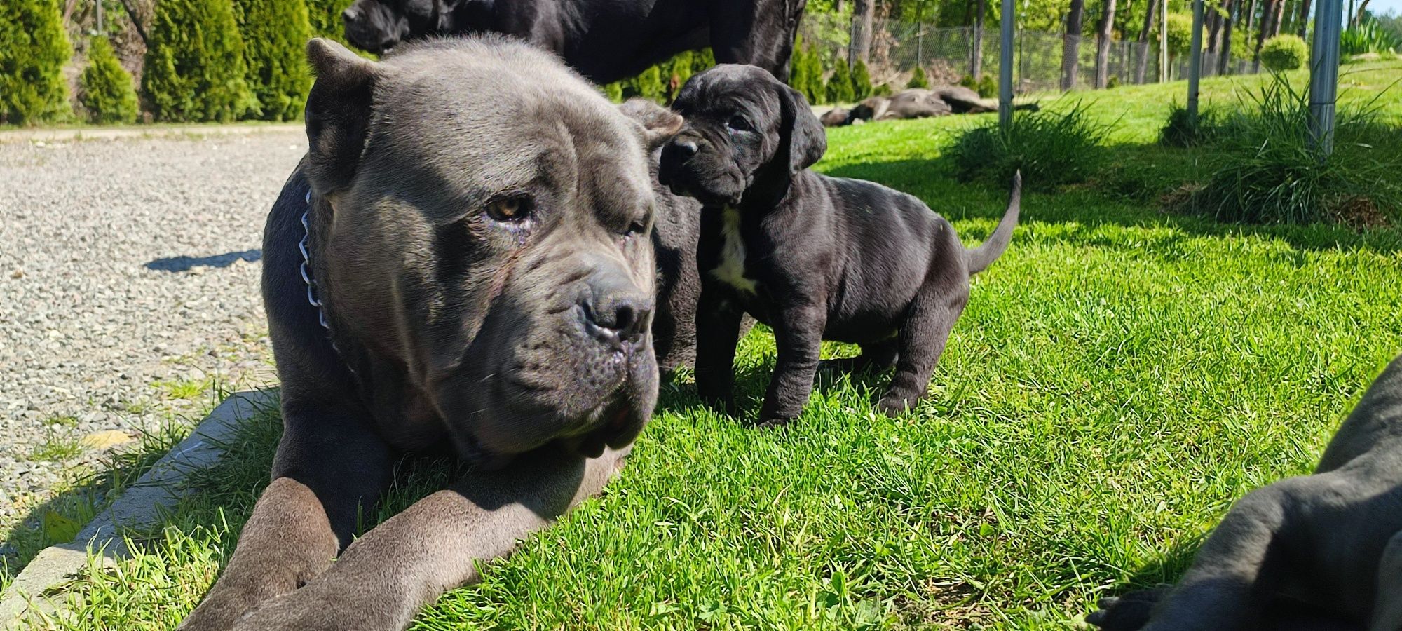 Cane Corso Wataha z Doliny Dziesięciu Stawów