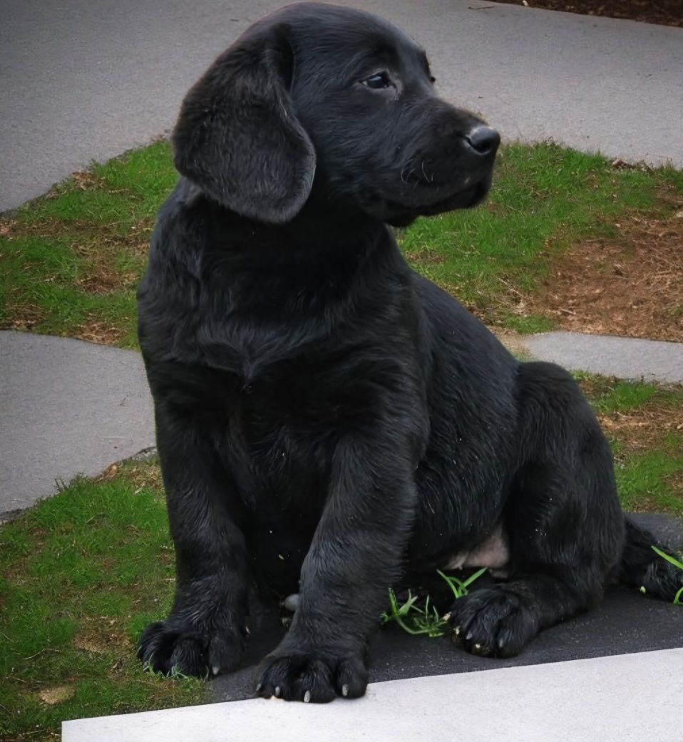 Labrador retriever
