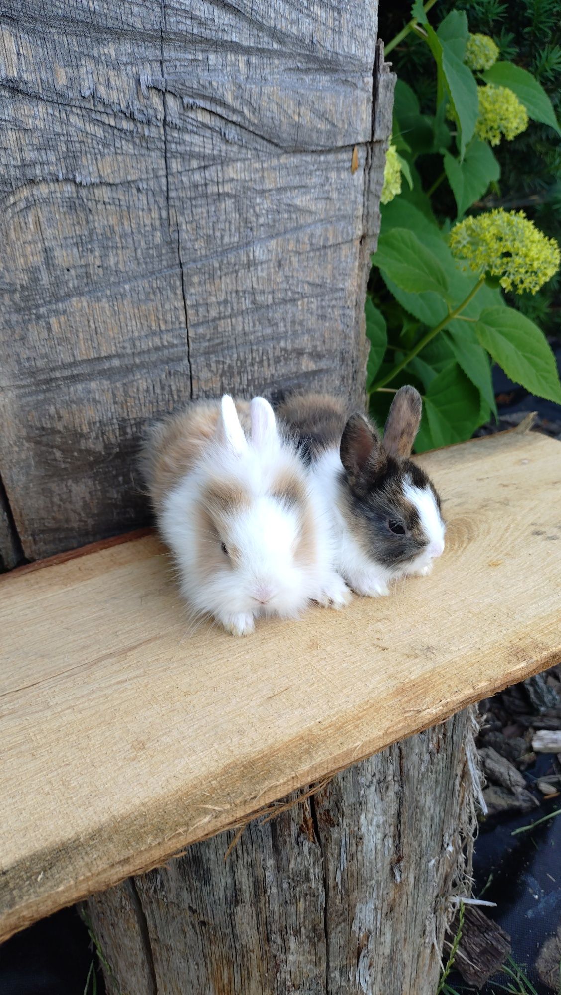 Królik miniaturka teddy mini lop lew
