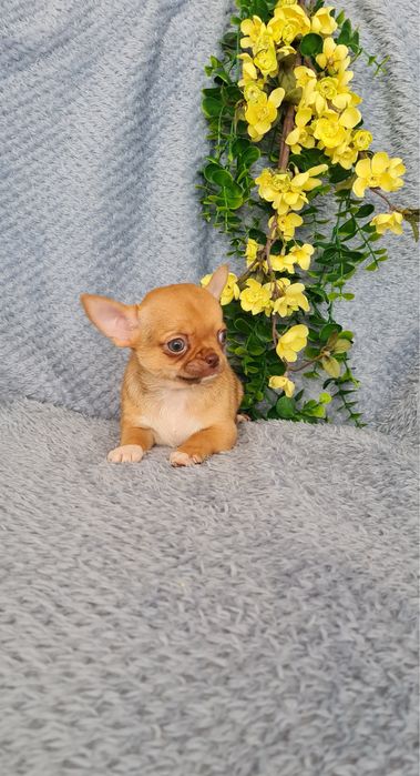 Excelente mini mini choco fawn Chihuahua/Chiuaua de Qualidade