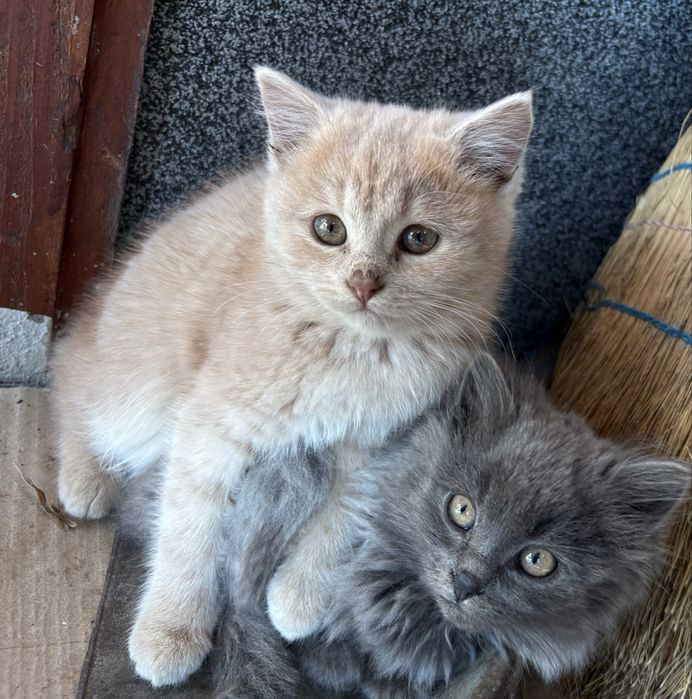 Продам красиві кошенята