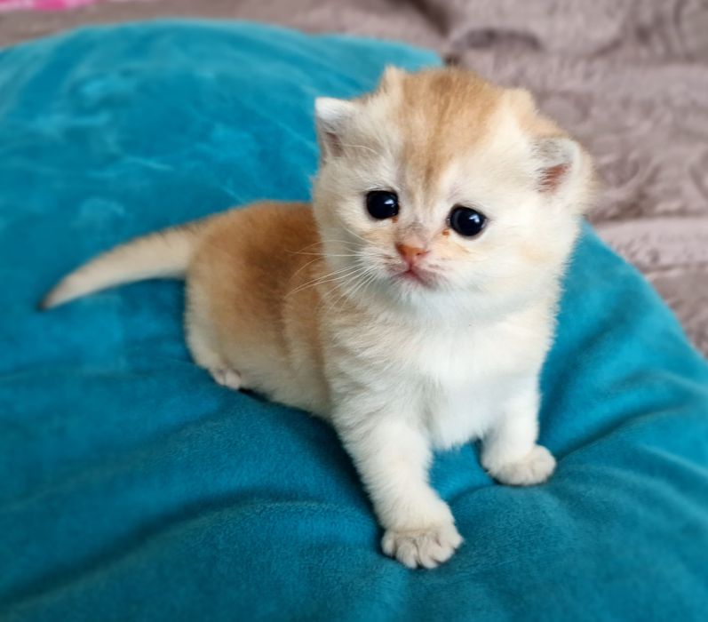 Розплідник Luxio Family пропонує дівчинку золоту шиншилу