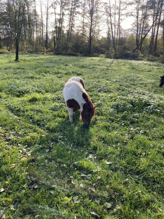 Sprzedam Klacz 3 lata