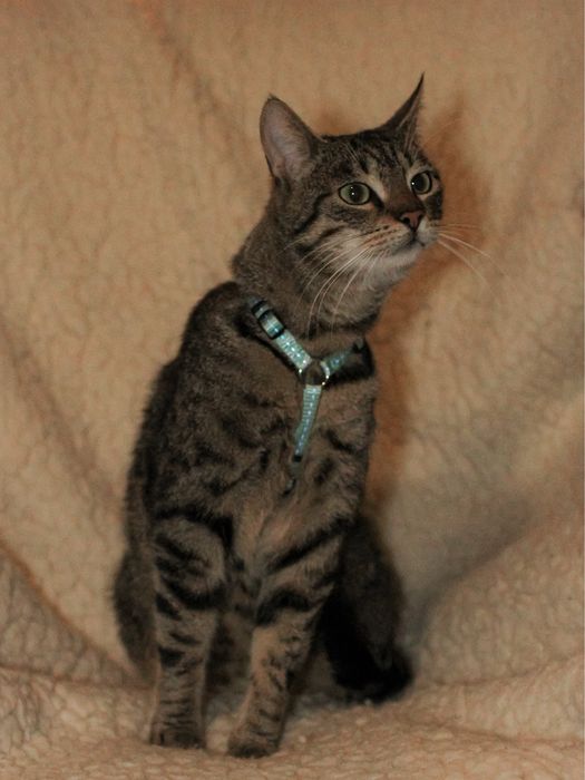 Piękniś szuka domu