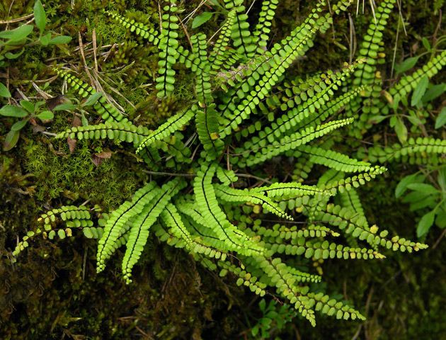 папороть карликова Asplenium trichomanes