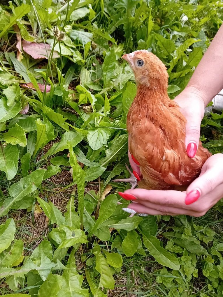 Kura Rosa siedmiotygodniowa ekologiczna naturalna kury Rosy