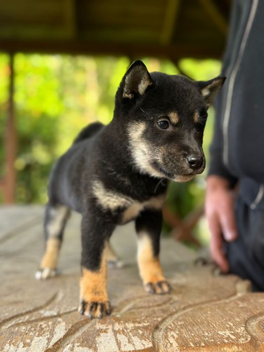 Shiba inu pisek gotowy do odbioru