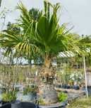 Palmeiras de leque da china, Livistona chinensis