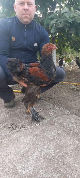 Продам півнів породи "Брама"