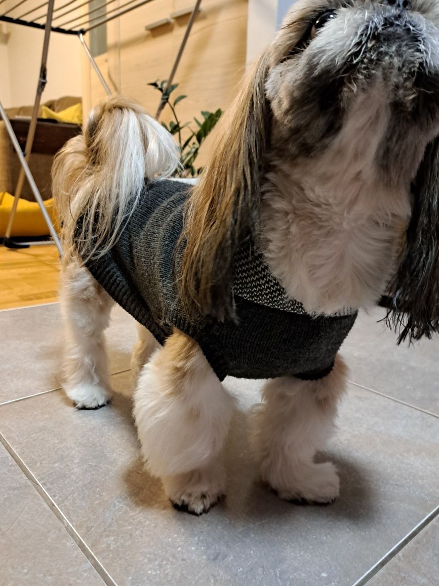 Ubranko dla psa shihtzu York maltańczyk sweter dla psa