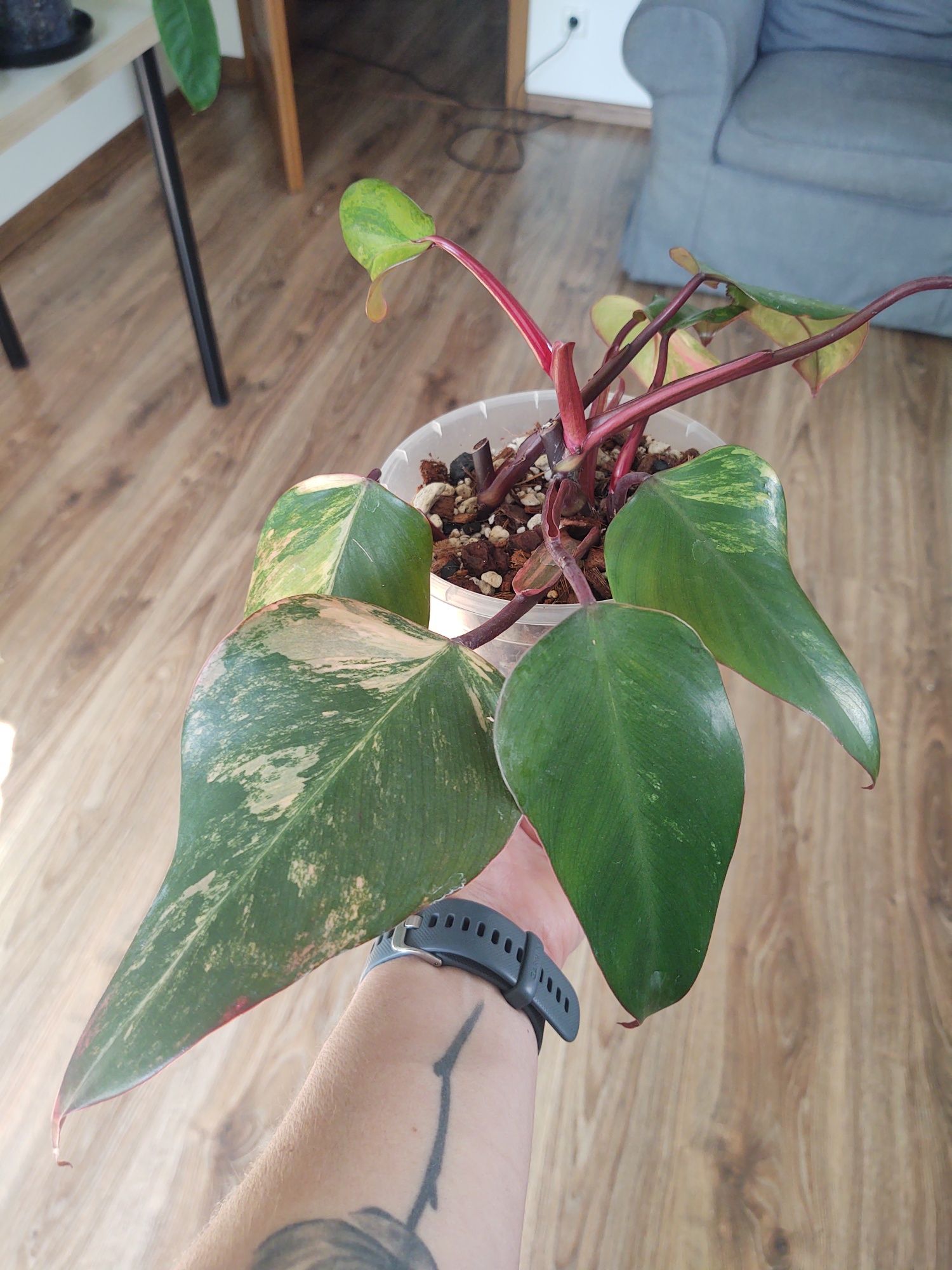 Philodendron  strawberry shake