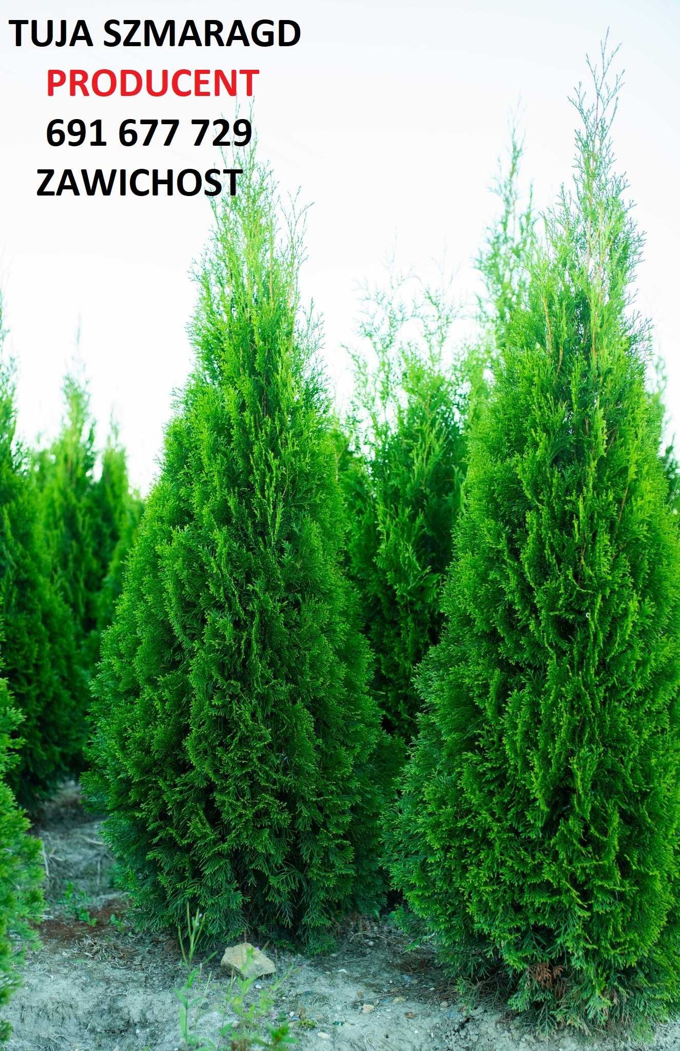 Thuja Tuja Tuje Szmaragd 150-160cm z gruntu PRODUCENT sadzimy