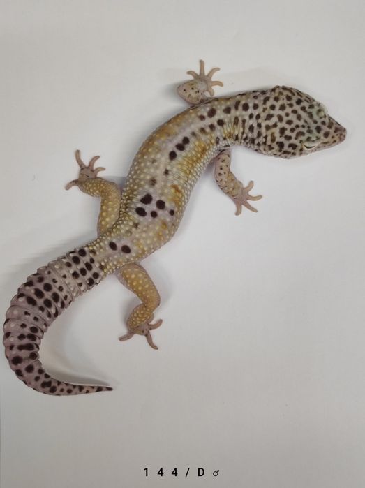 Gekony Lamparcie - Dorosłe Samce i Młode samiczki