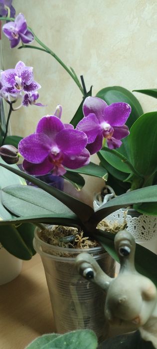 Детки ароматной орхидеи Сого Релекс