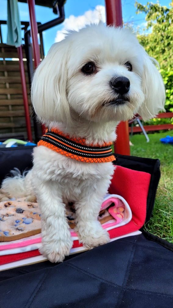Maltipoo F1 Albi
