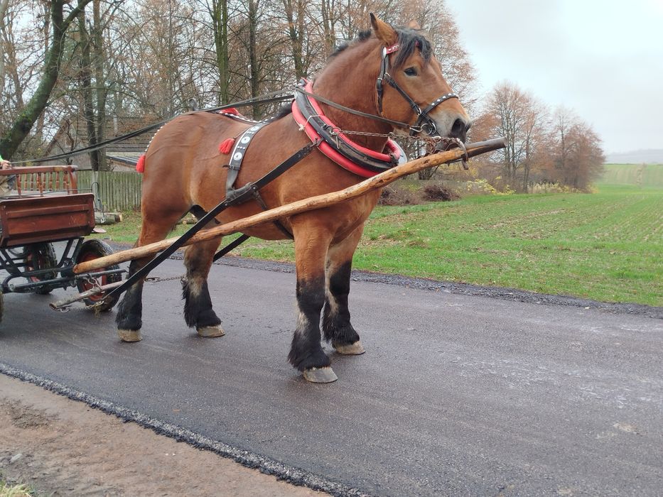 Ogier arden polski 80 pkt