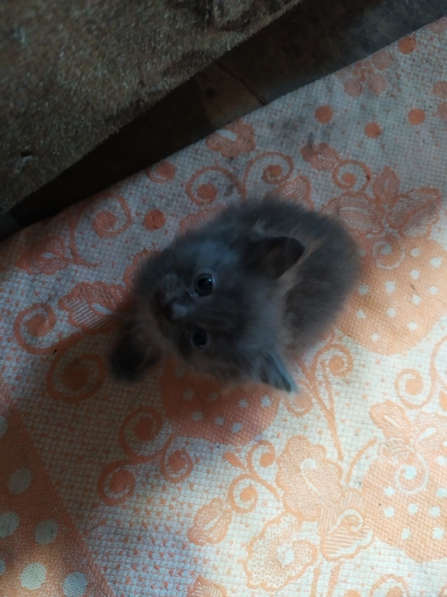 Отдам бесплатно котят
