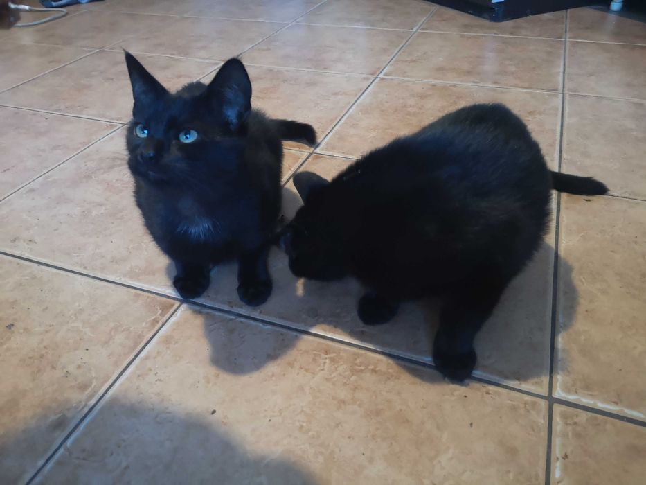 Bury kotek do oddania