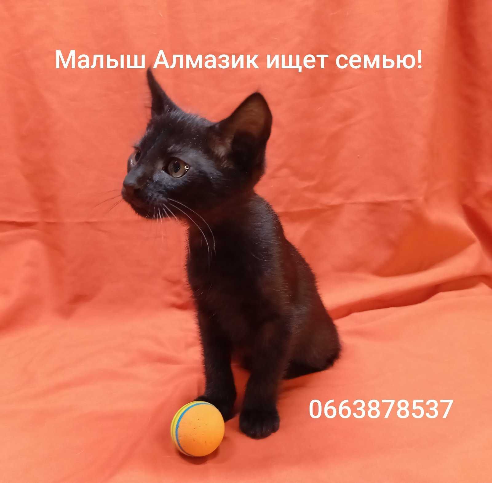 классный малыш Алмазик ищет дом и семью!