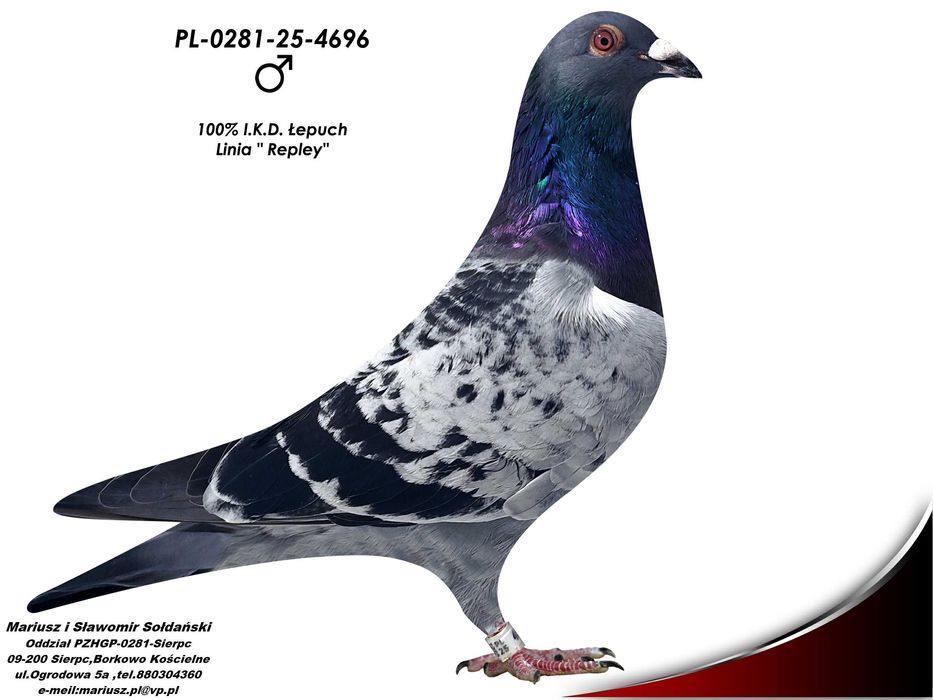 Gołębie Pocztowe - I.K.D. łepuch
