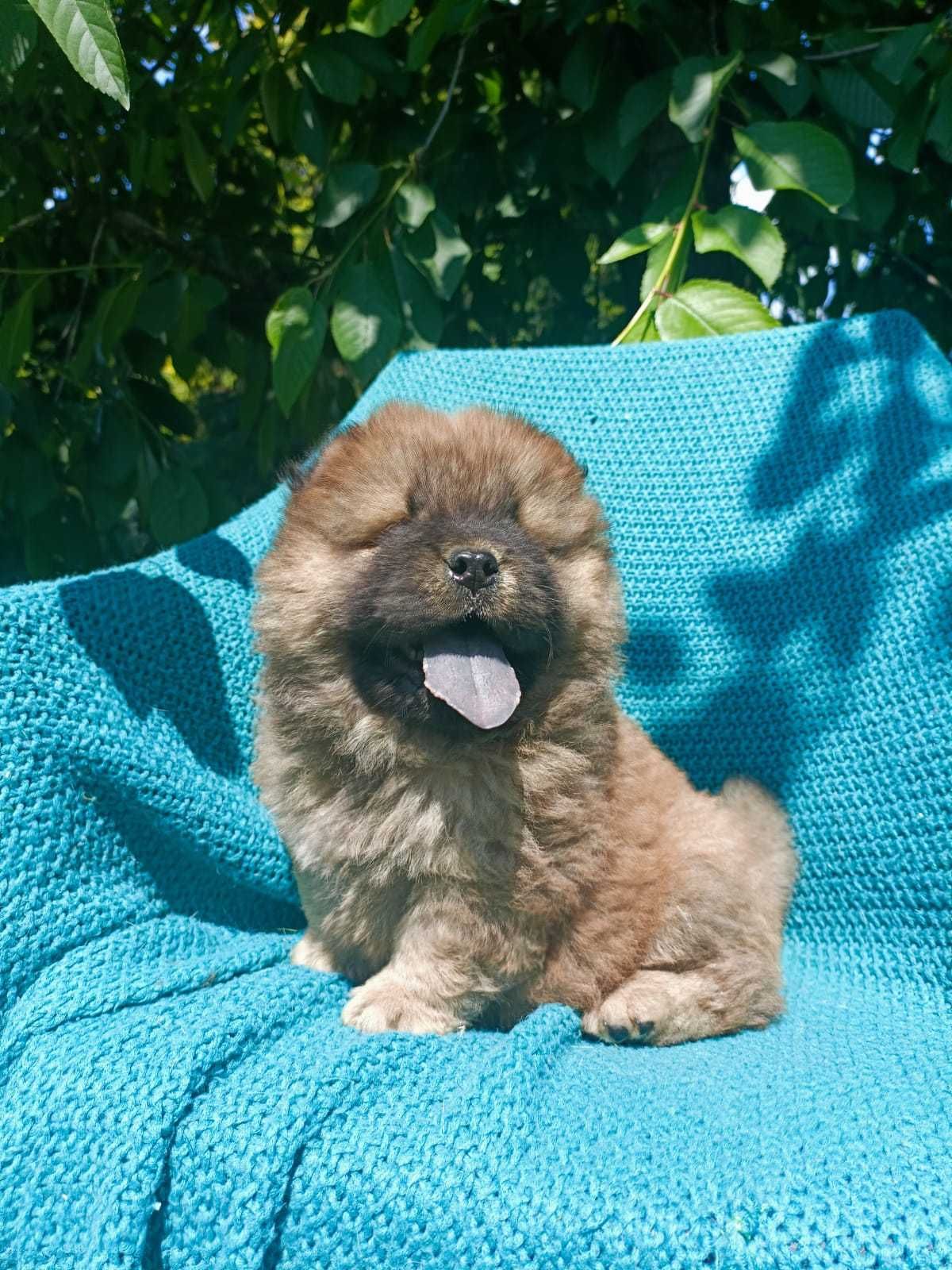 Wzorcowe Chow Chow po rodzicach FCI