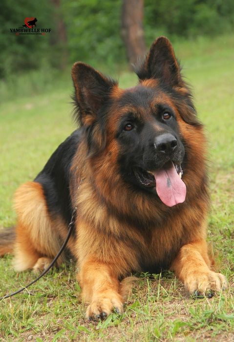 Цуценята німецької вівчарки . Запис