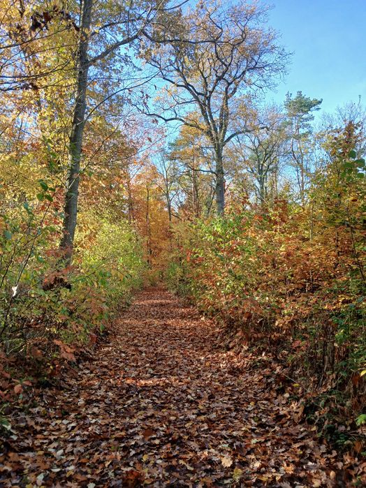 Coach Trener rozwoju osobistego
