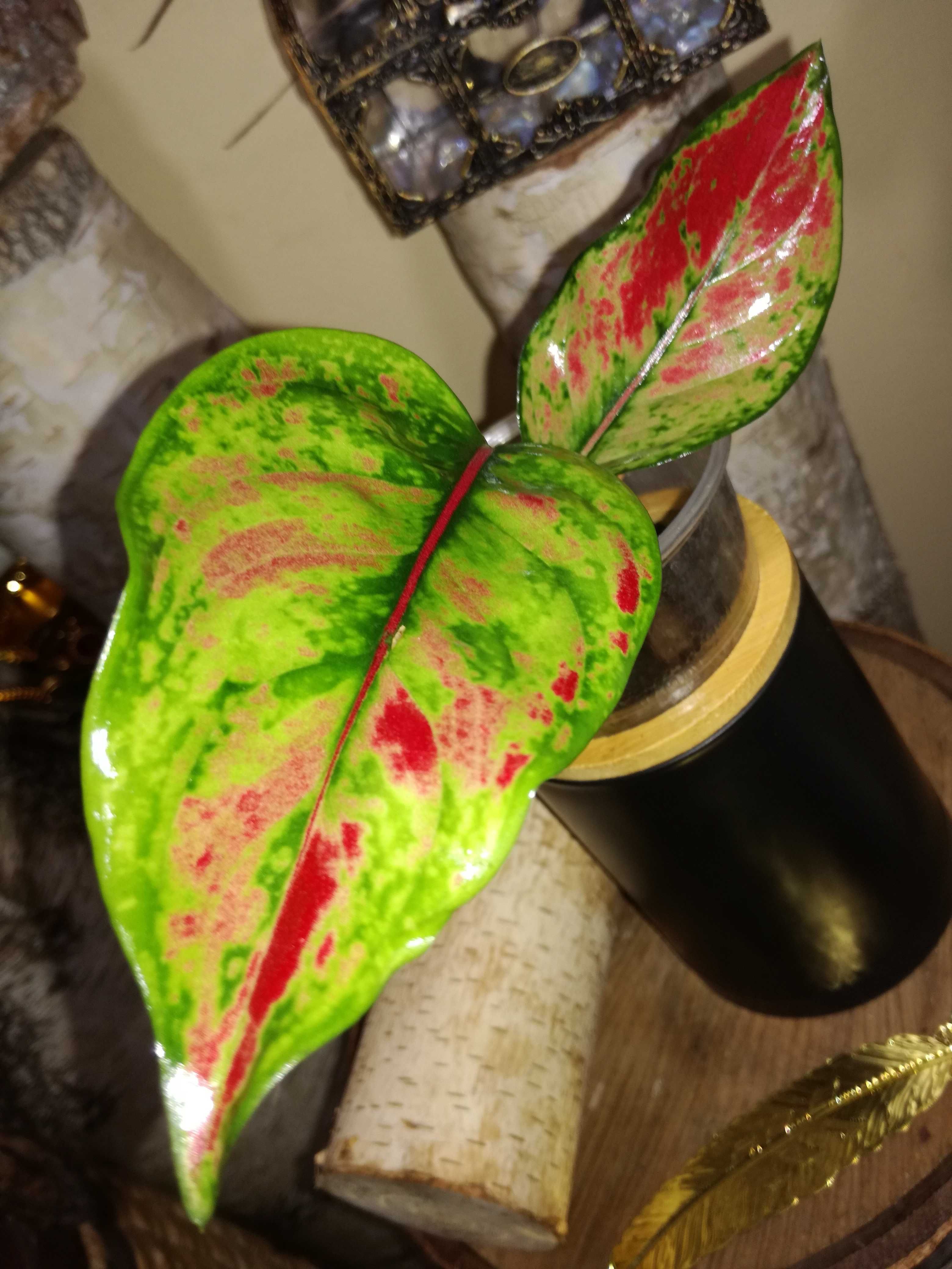 Aglaonema Red Heng Heng sunset Monstera kwiat roślin piękna philodendr