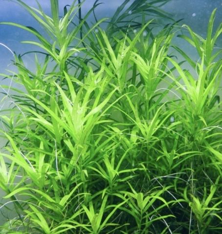 Heteranthera zosterifolia łatwa w uprawie