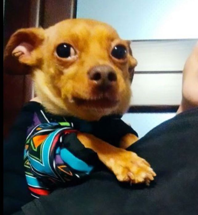 Той-терʼєр в добрі руки