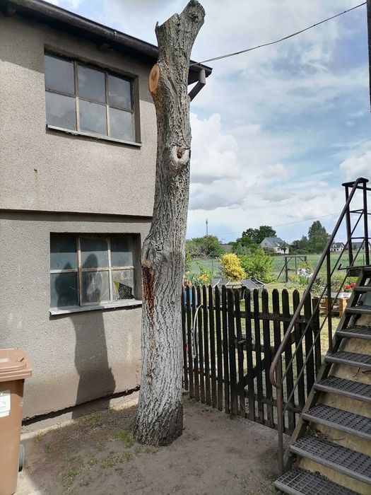 Drzewo- pień orzecha włoskiego