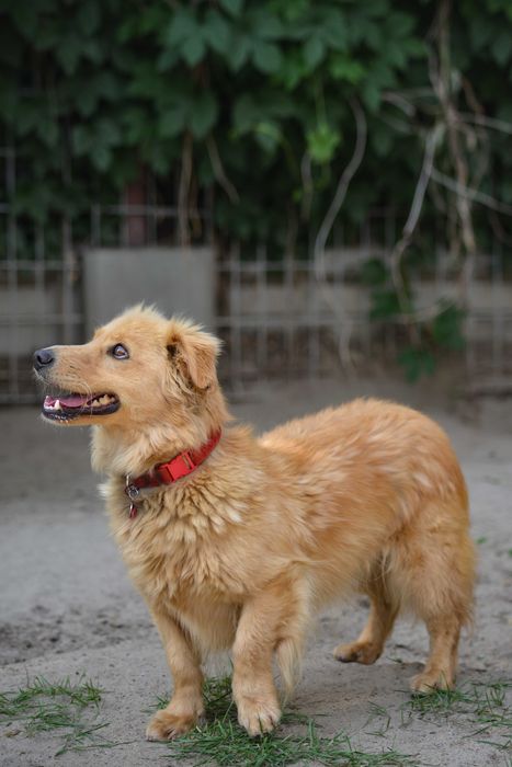 Snickers szuka domu, domy na stałe.