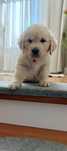 Piesek golden retriever