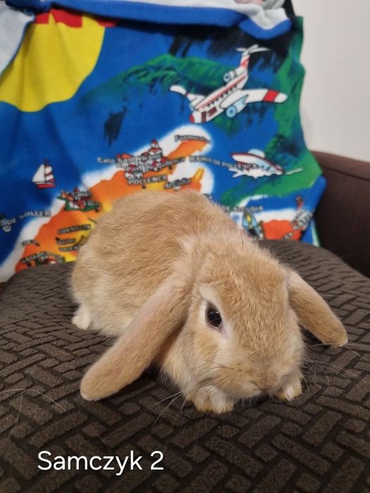 Króliki Miniaturki Baranki Samczyki