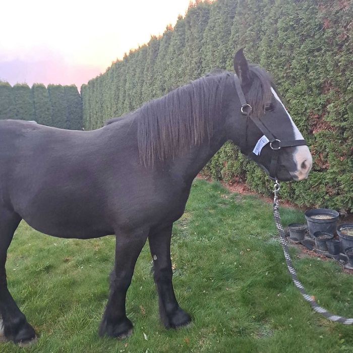 Sprzedam Klacz Grypsy Cob/Tinker 50%