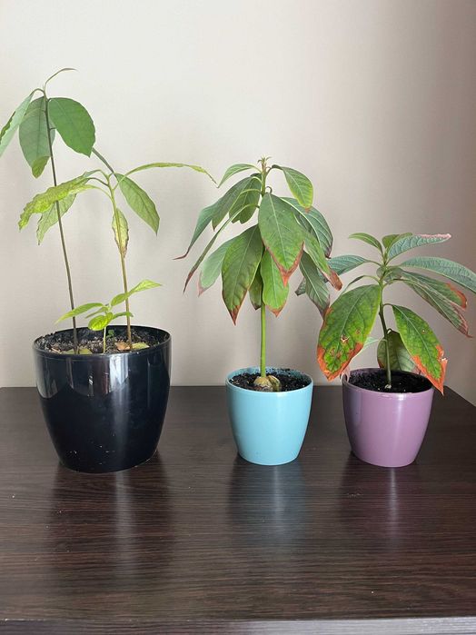 Дерево авокадо в горщику (50см)