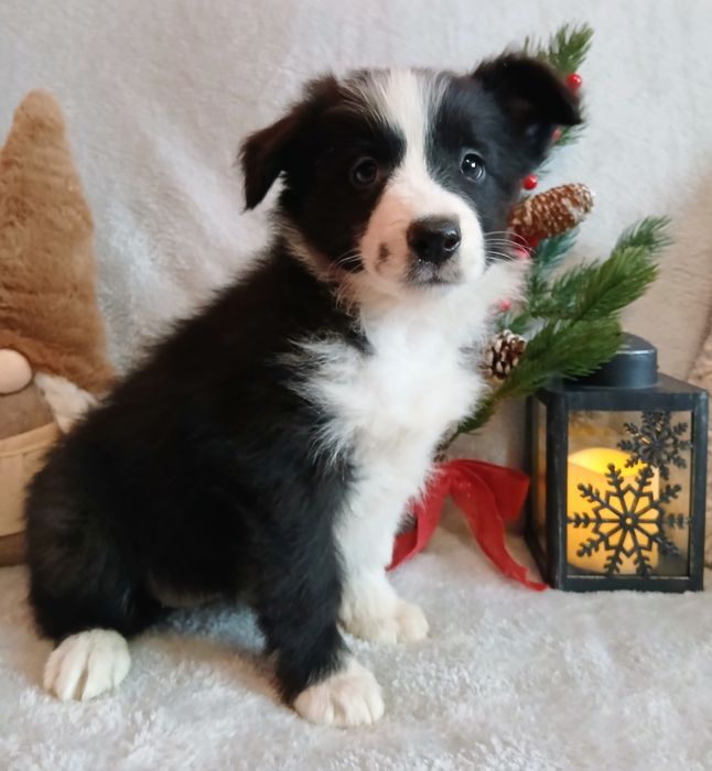 Border collie szczenię