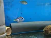 akwarium morskie- Paracanthurus hepatus - Yellow