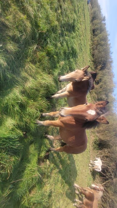 Sprzedam zrebaki zimnokrwiste kobyłki