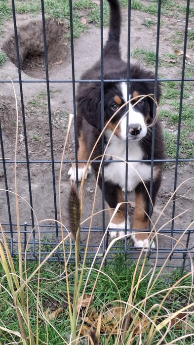 Berneński pies pasterski