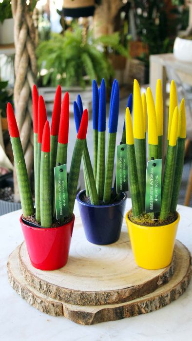 SANSEWIERIA Sansevieria wężownica Velvet Touchz + ozdobna doniczka
