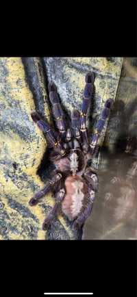 Poecilotheria metallica - L12 с террариумом 30х30х40