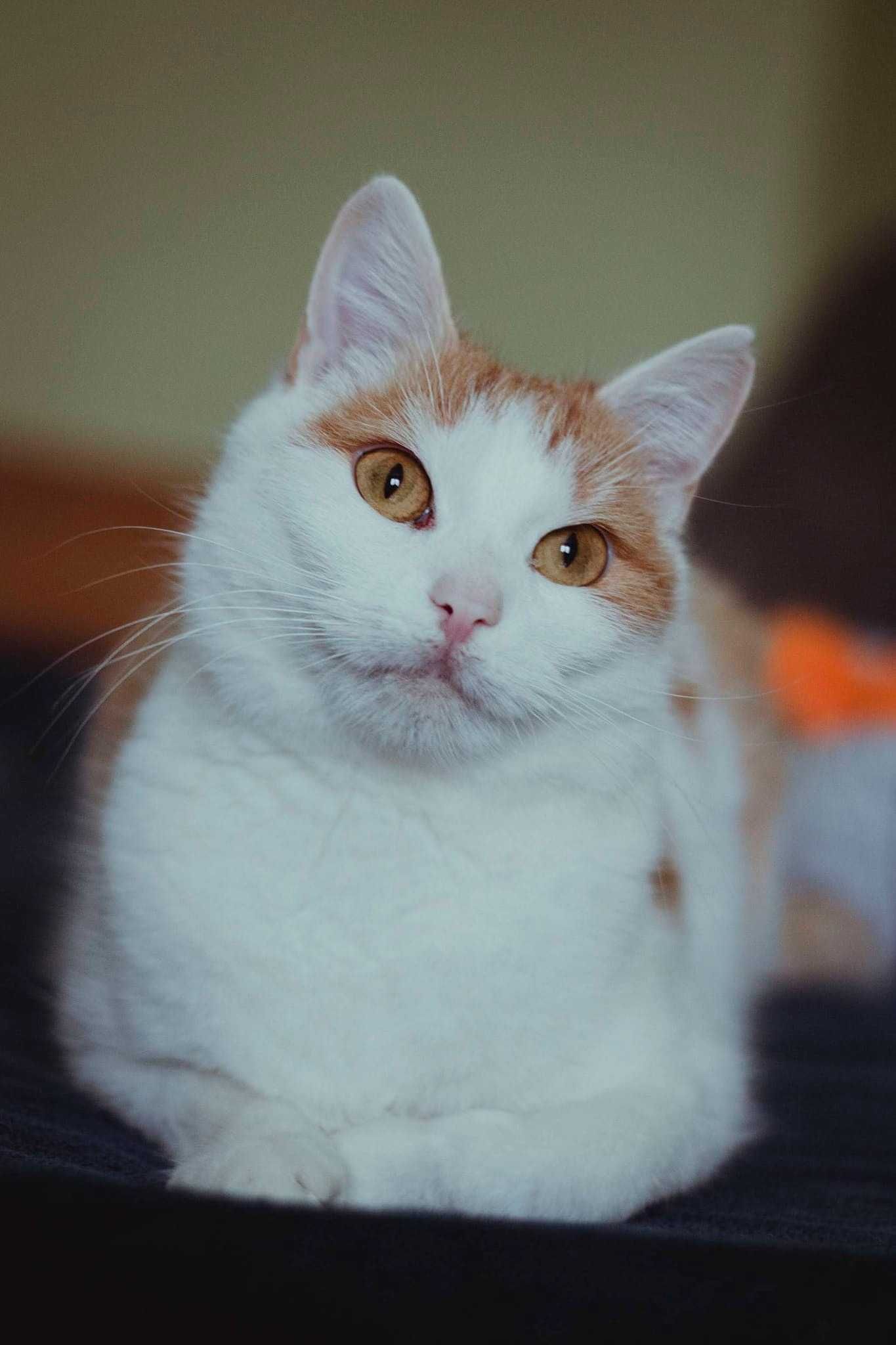 Kotka do adopcji Delicja FELV+ potrzebuje szansa szuka domu kot bialy