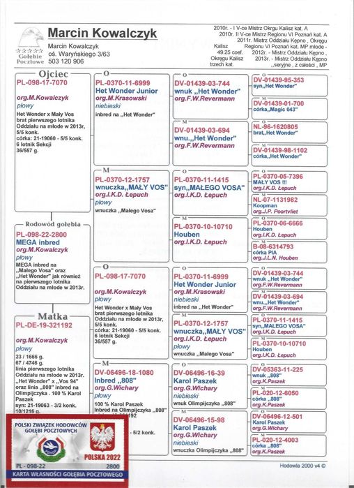 gołębie pocztowe MAŁY VOS / HET WONDER / 1 AS MWG ROGOWO