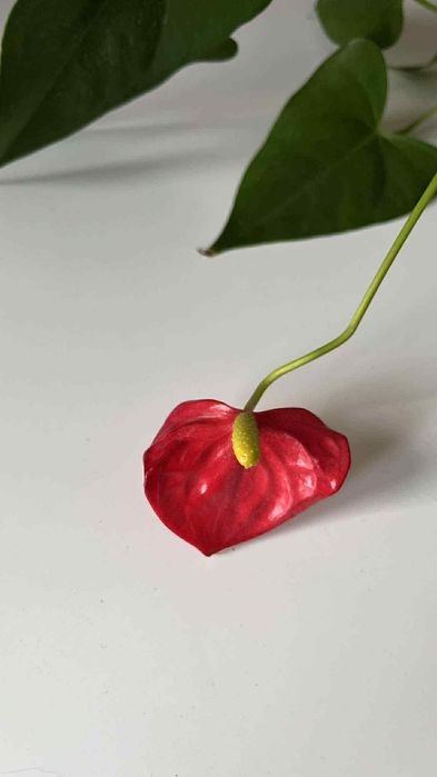 Duże anturium anthurium kwiat roślina